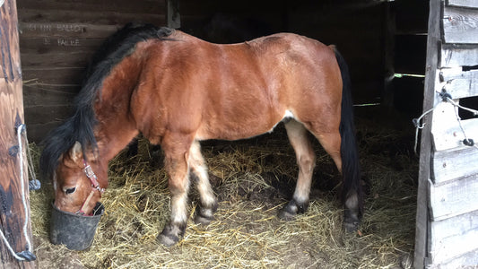 Soigner son cheval avec des produits naturels